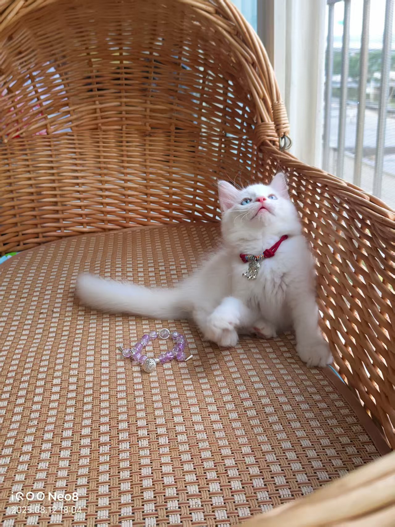 家养山猫纹布偶